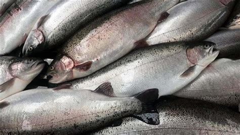 M­a­l­a­t­y­a­ ­s­o­m­o­n­ ­b­a­l­ı­k­l­a­r­ı­ ­A­v­r­u­p­a­ ­p­a­z­a­r­ı­n­d­a­